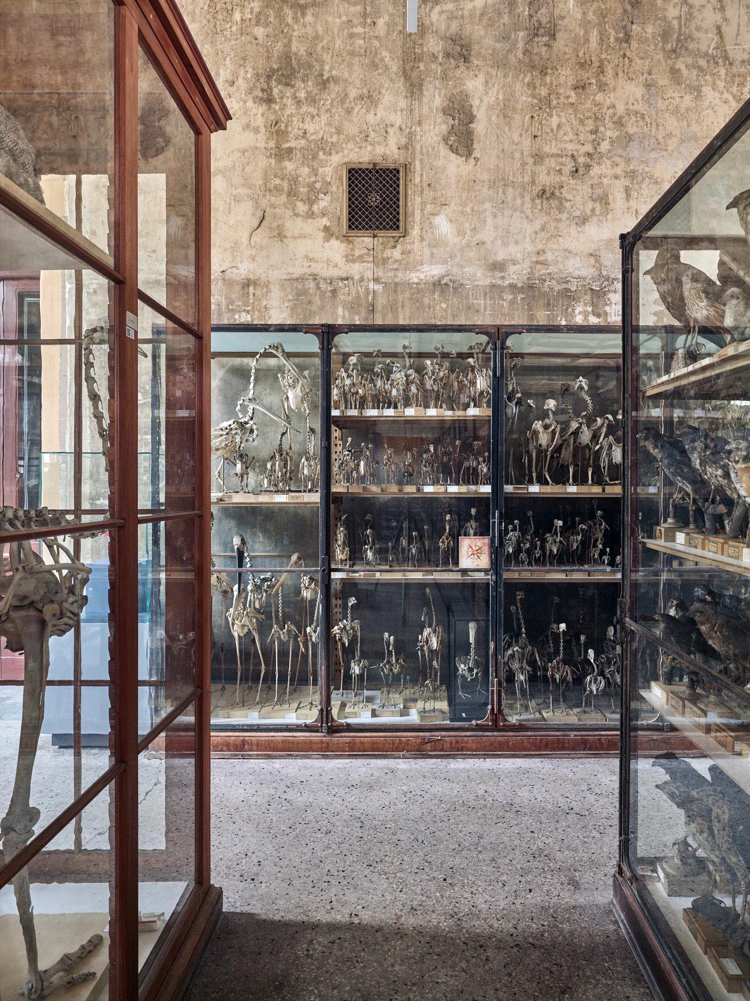 Museum für Naturkunde Berlin - Der "Vogelsaal" ist mit den bauzeitlichen Vitrinen und ca. 11.000 Präparaten einer der imposantesten Sammlungsräume und wird auch nach der Restaurierung weiterhin für die Aufstellung der Vogelsammlung genutzt.