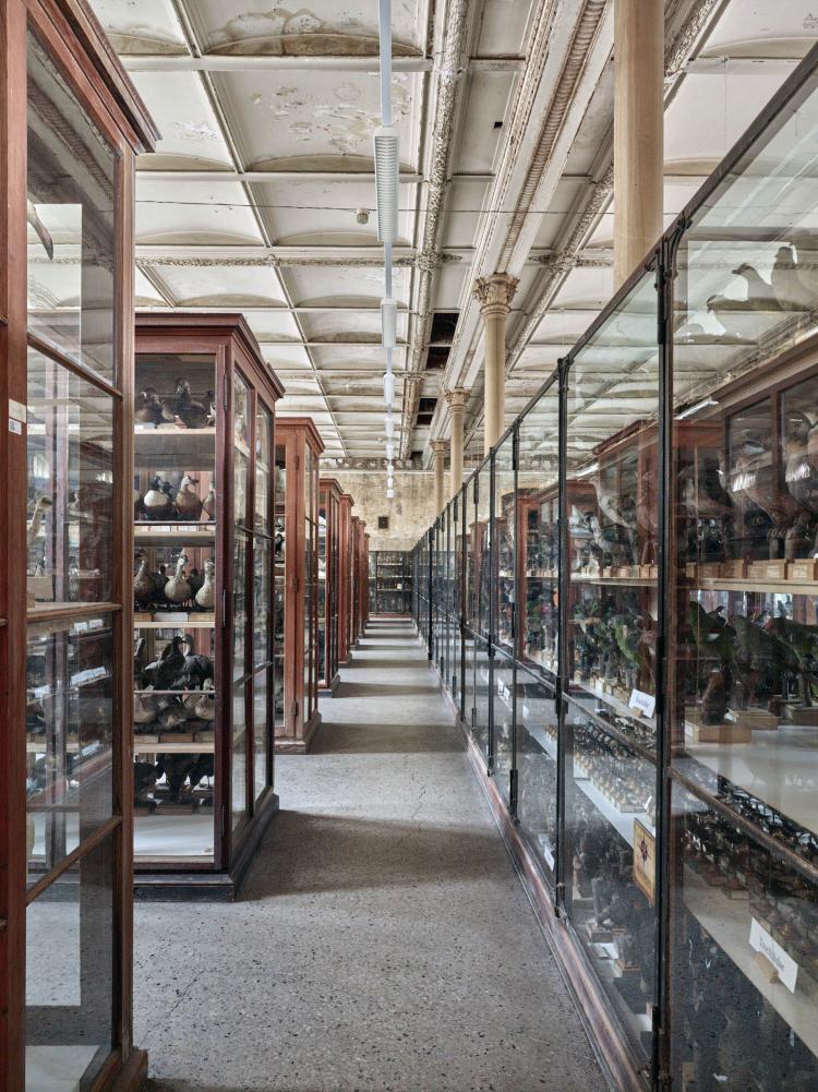 Museum für Naturkunde Berlin - Der "Vogelsaal" ist mit den bauzeitlichen Vitrinen und ca. 11.000 Präparaten einer der imposantesten Sammlungsräume und wird auch nach der Restaurierung weiterhin für die Aufstellung der Vogelsammlung genutzt.